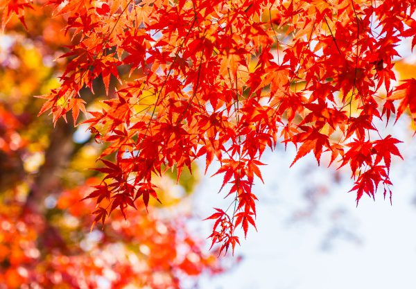 3 best places to view autumn leaves in Tokyo